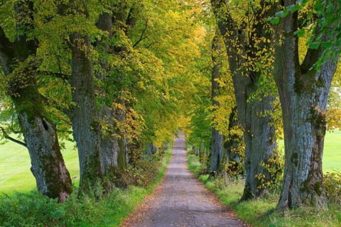 Kurfuerstenallee