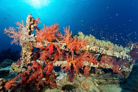 Shipwreck Yolanda overgrown with Klunzinger's Soft Corals