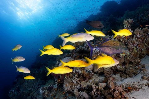 Swarm Golden Goatfish (Parupeneus cyclostomus)