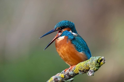 Common kingfisher (Alcedo atthis)