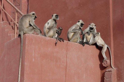 Northern plains gray langurs (Semnopithecus entellus)