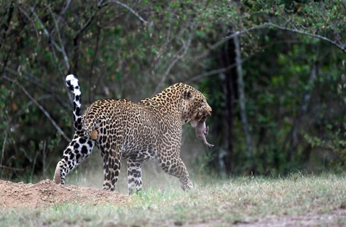 Leopard (Panthera pardus)