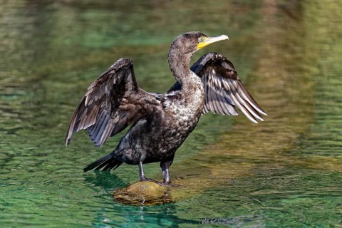 Double-crested cormorant (Phalacrocorax auritus)