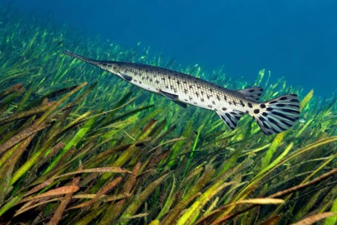 Florida Bone Pike (Lepisosteus platyrhincus)