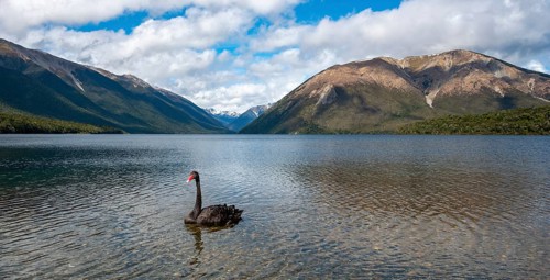 Black swan (Cygnus atratus) at Lake Rotoiti