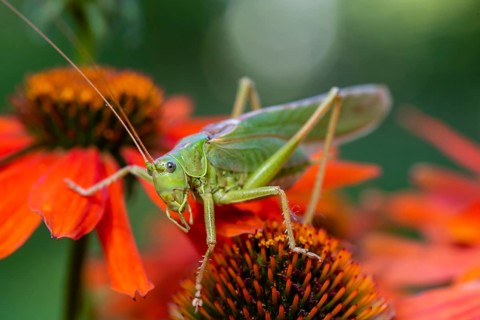 Locust