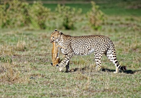 Female cheetah (Acinonyx jubatus) with a captured young Thomson gazelle