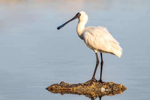 Royal Spoonbill (Platalea regia)