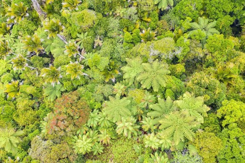 Subtropical rainforest
