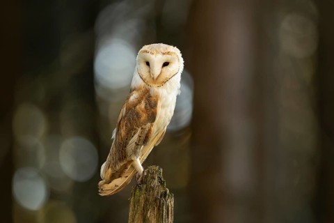 Common barn owl (Tyto alba)