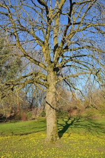 Horse chestnut (Aesculus)