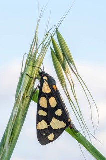 Cream-spot tiger (Arctia villica)