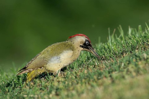 European green woodpecker (Picus viridis)