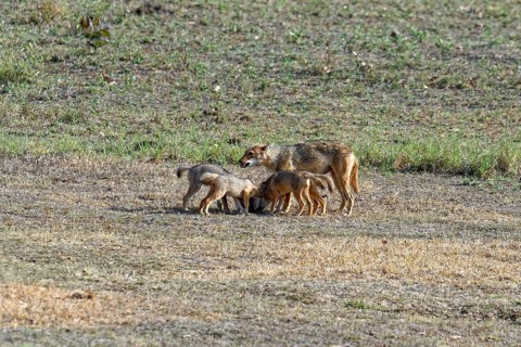 Indian jackal (Canis aureus)