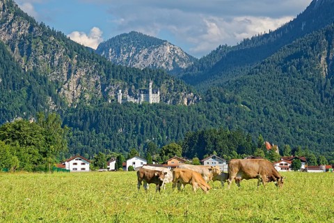 Dairy cows and calves in a lush meadow in front of the fairytale castle Neuschwannstein