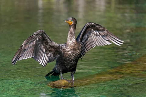 Double-crested cormorant (Phalacrocorax auritus)