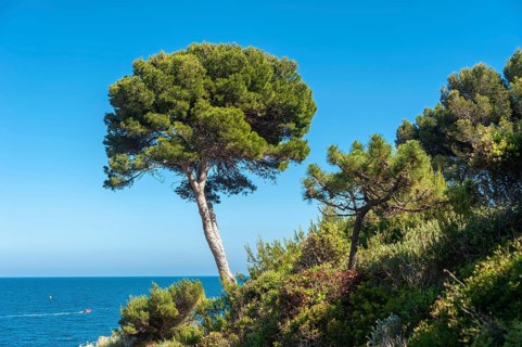 Pine tree (Pinus pinea) at Cap du Dramont