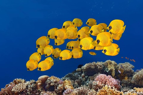 Swarm Bluecheek butterflyfishes (Chaetodon semilarvatus)