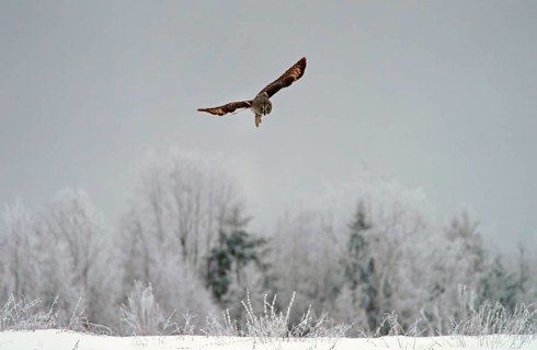 Great grey owl (Strix nebulosa)