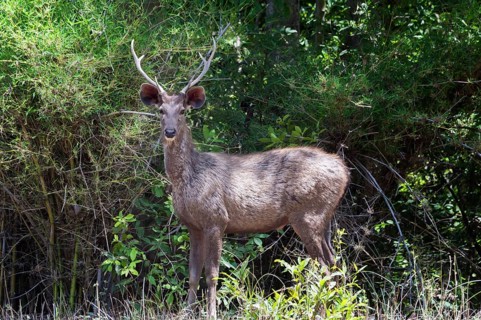 Sambar deer (Rusa unicolor)