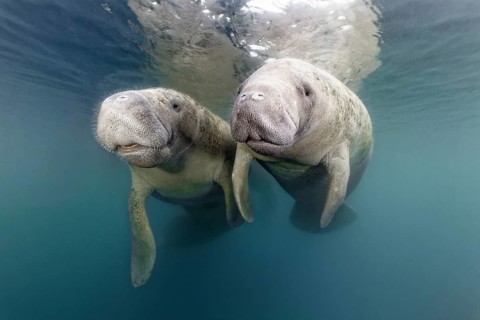 Pair West Indian manatees (Trichechus manatus)
