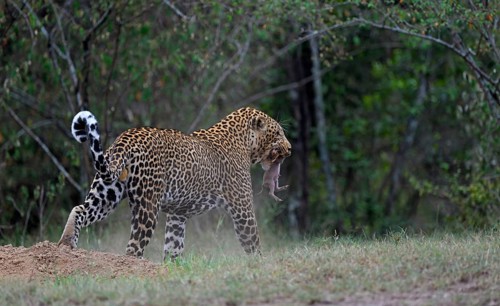 Leopard (Panthera pardus)