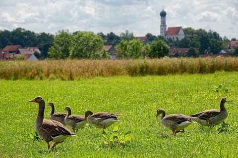 Greylag geese (Anser anser)
