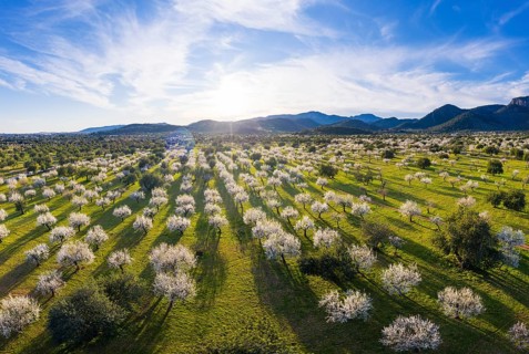 Almond blossom