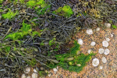 Shells and bladder wrack (Fucus vesiculosus) on granite rocks