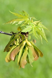 Silver Maple (Acer saccharinum)