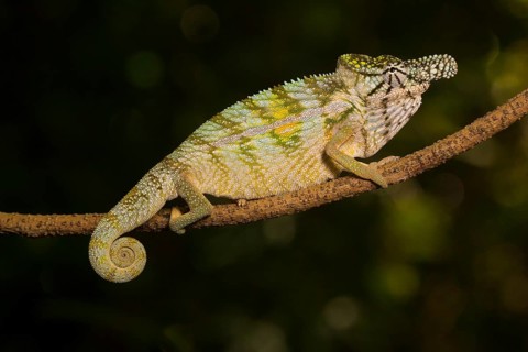 Rhinoceros chameleon (Furcifer rhinoceratus) in splendid coloration