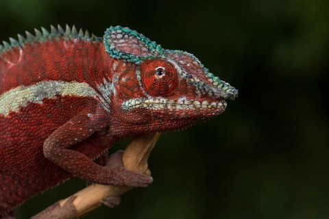 Panther chameleon (Furcifer pardalis)