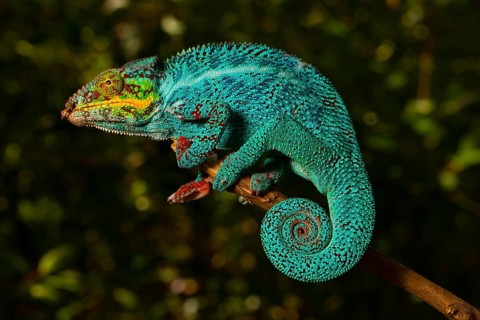 Panther chameleon (Furcifer pardalis)