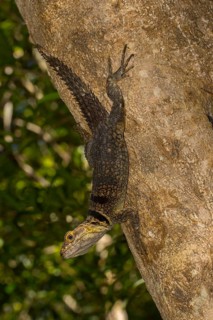 Large collared iguanid lizard (Oplurus cuvieri) on a tree trunk