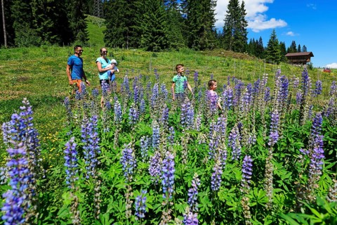 Family walks near the middle station through a field of flowering lupines