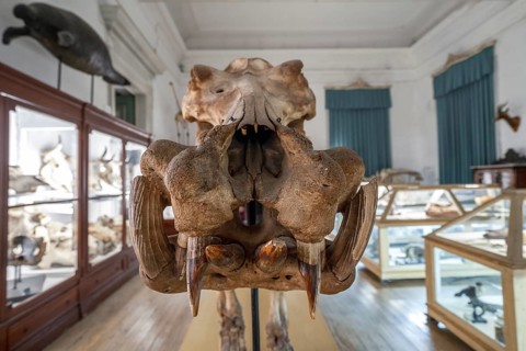 Big skeleton in Coimbra university science museum