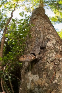 Large collared iguanid lizard (Oplurus cuvieri) on a tree trunk