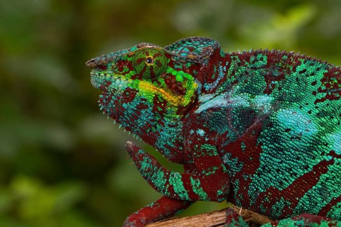 Panther chameleon (Furcifer pardalis)