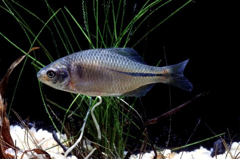 Amur Bitterling (Rhodeus sericeus)