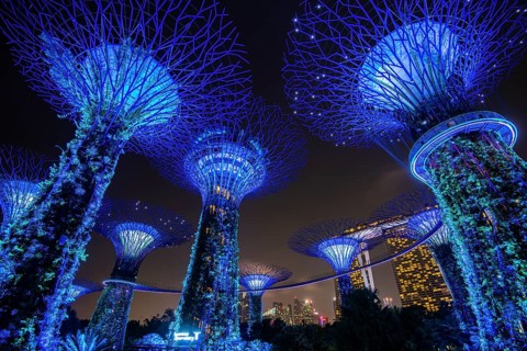 Supertrees at night