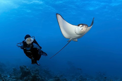 Diver observes Spotted eagle ray