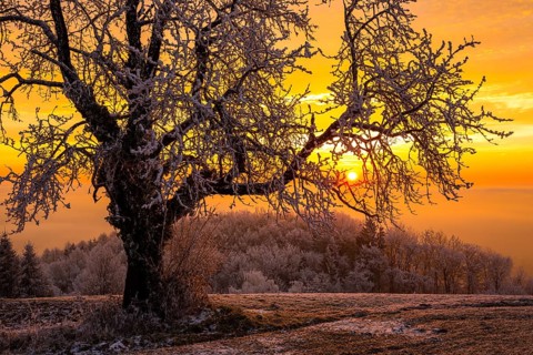 Old Cherry tree (Prunus) with hoarfrost at sunrise in winter