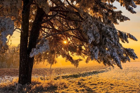 Spruce (Picea) with hoarfrost and sun star at sunrise