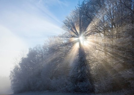 Forest with sunrays in the fog