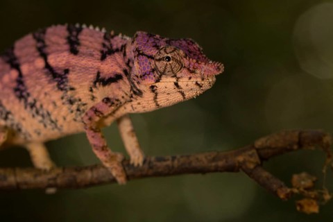 Rhinoceros chameleon (Furcifer rhinoceratus) in pregnancy dyeing