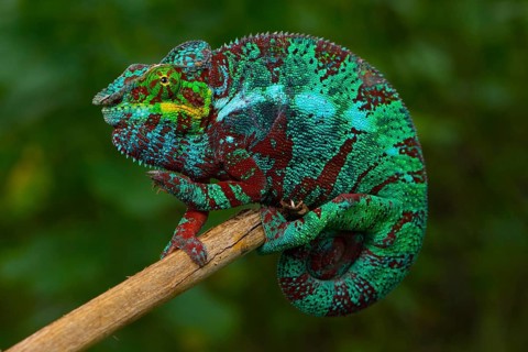 Panther chameleon (Furcifer pardalis)