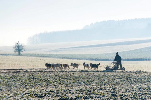Dog sled team with training car during training