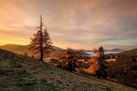 Larches (Larix) in autumn at sunrise