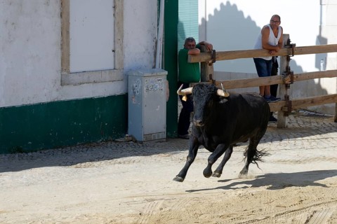 Street corrida during the Festas do Barrete Verde e das Salinas