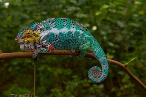 Panther chameleon (Furcifer pardalis)